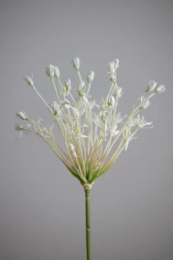 Blomst - Allium H107cm Hvit