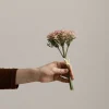 Blomst - Bergknappbundt 21cm