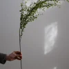 Blomst - Muehlenbeckia 100cm