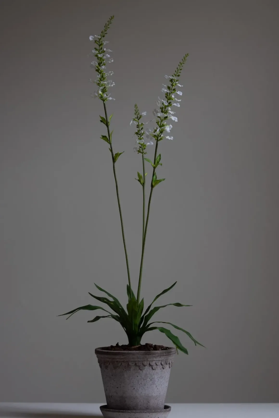 Blomst - Porselensveronika H100cm