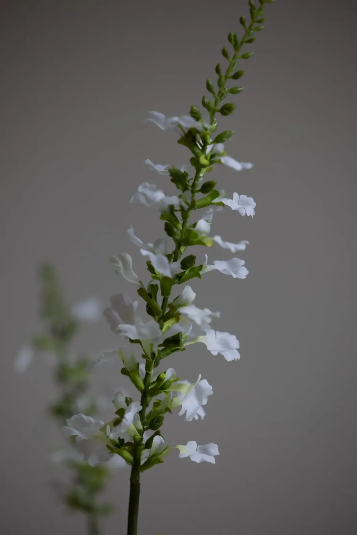 Blomst - Porselensveronika H100cm