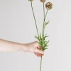 Blomst - Scabiosa h60cm