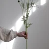 Blomst - Scabiosa H89cm Cream