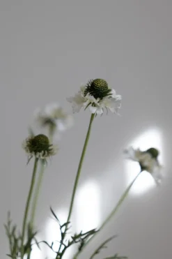 Blomst - Scabiosa H89cm Cream