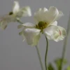 Blomst - Sommerfuglranunkel H54cm