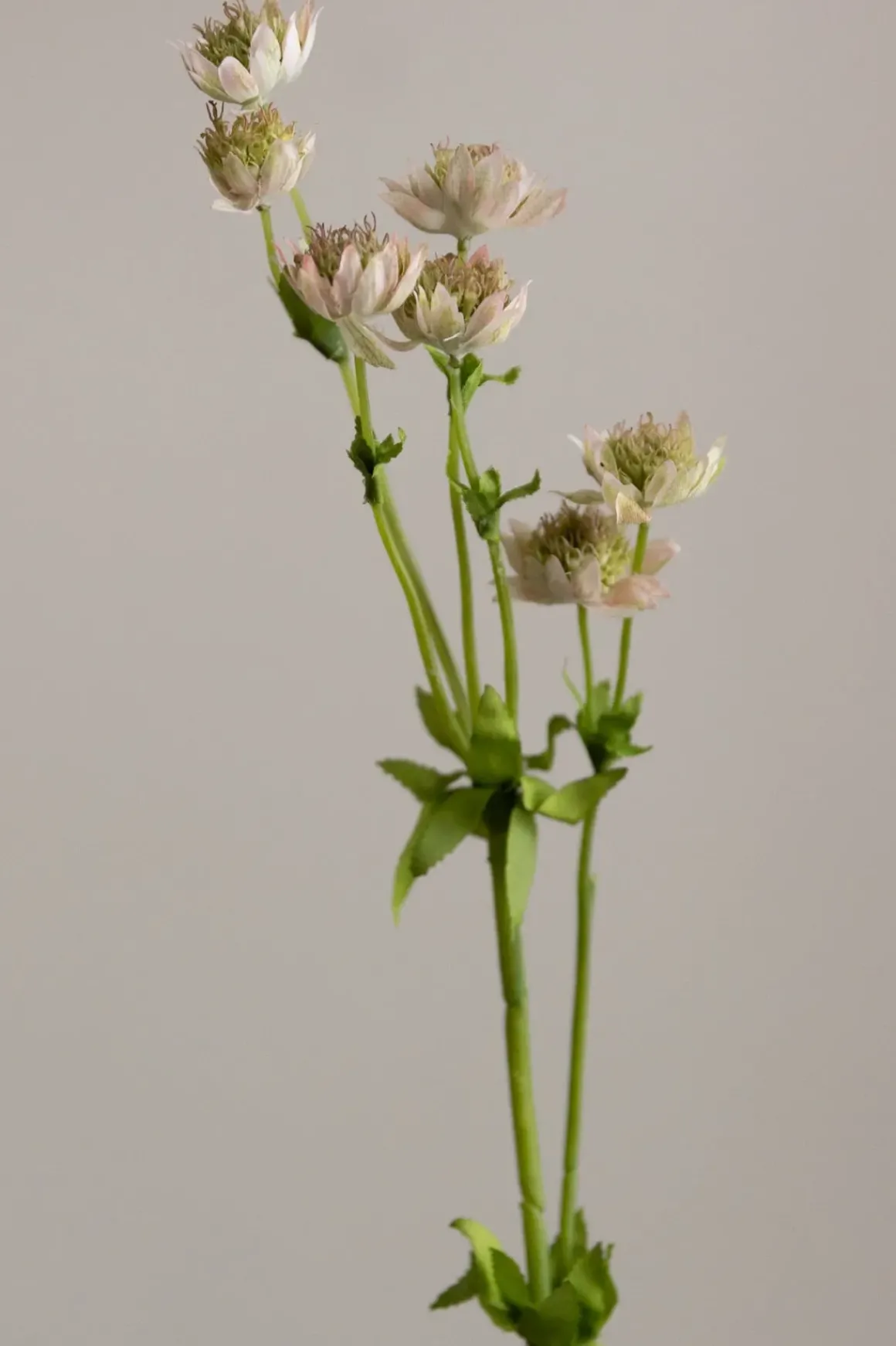 Blomst - Stjerneskjerm H55cm