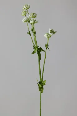 Blomst - Stjerneskjerm Hvit