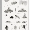 Plakat - Bugs 50x70cm