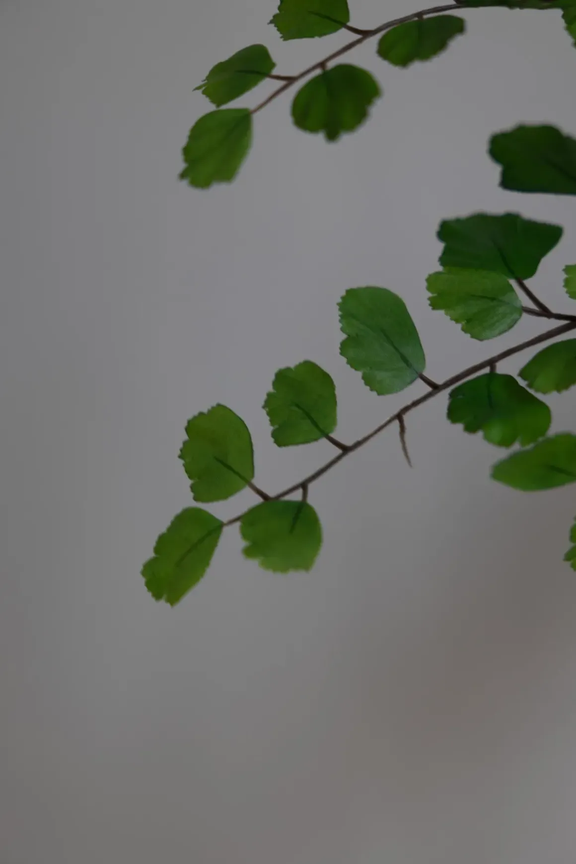 Plante - Bregne H113cm Grønn