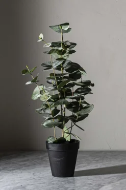 Potteplante - Eucalyptus H55cm