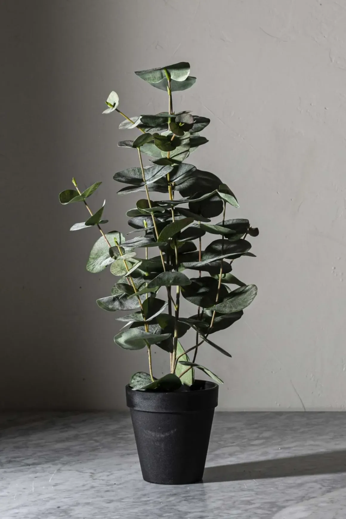 Potteplante - Eucalyptus H55cm