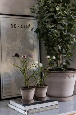 Potteplante - Eucalyptus H110cm