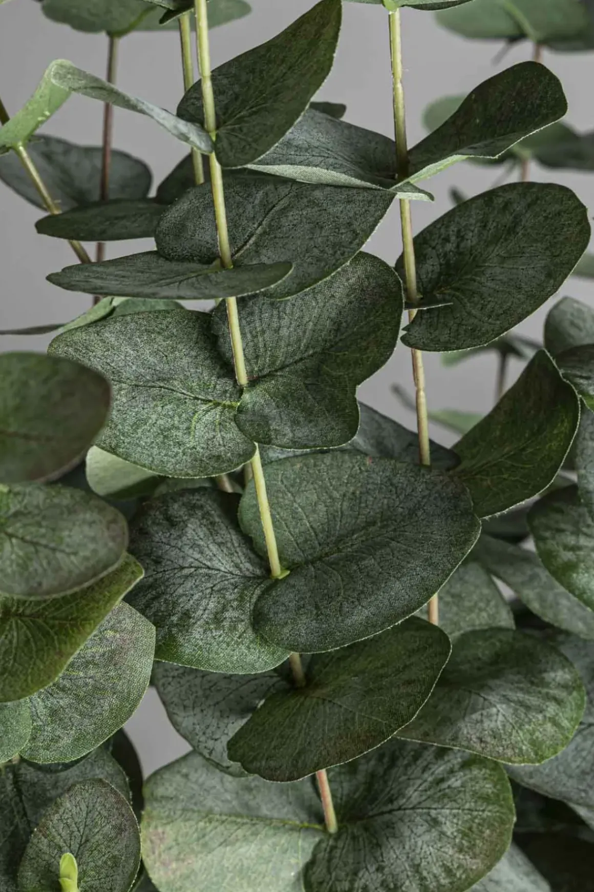 Potteplante - Eucalyptus H170cm