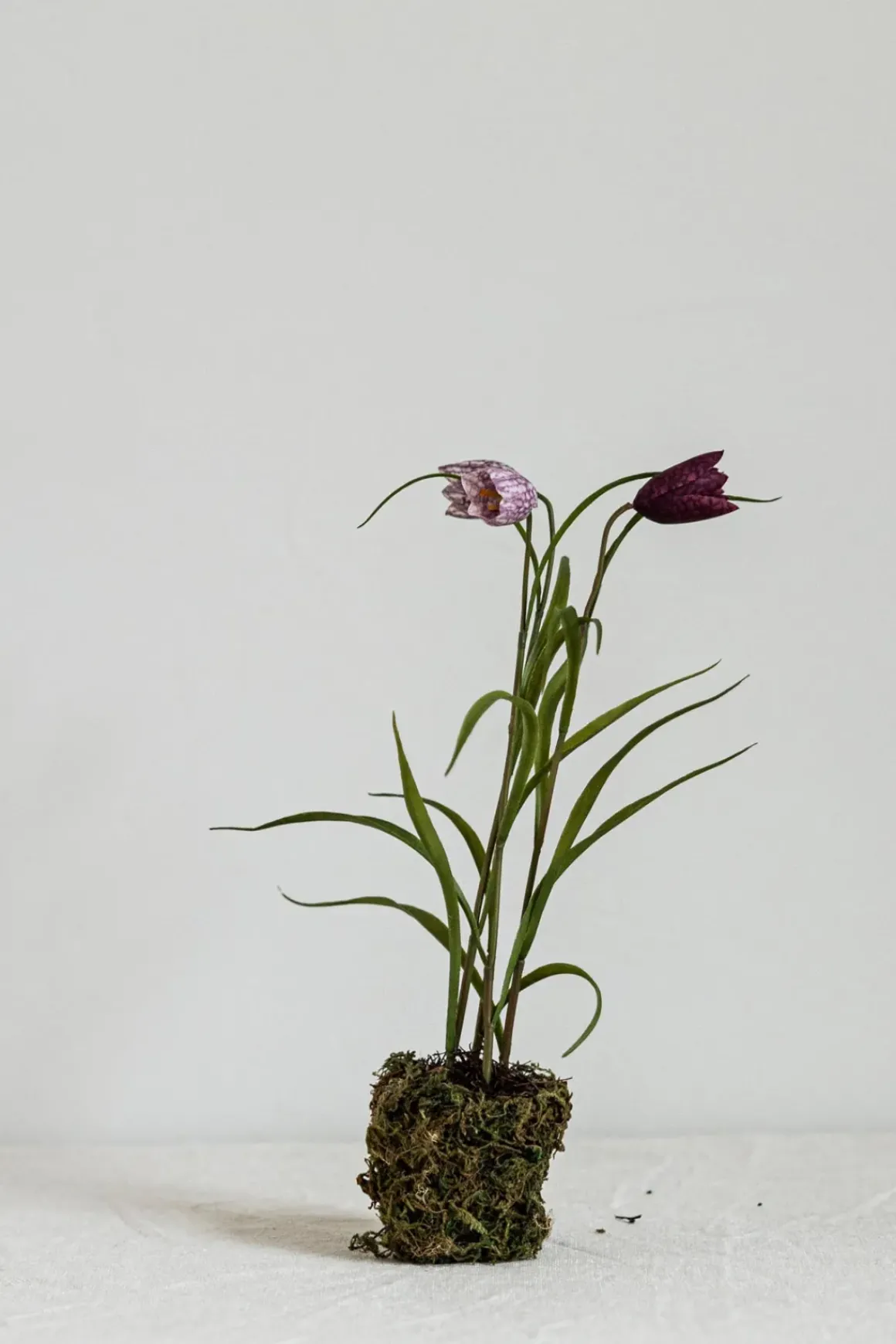 Potteplante - Frittilaria h30cm