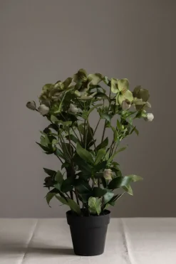 Potteplante - Helleborus H55cm