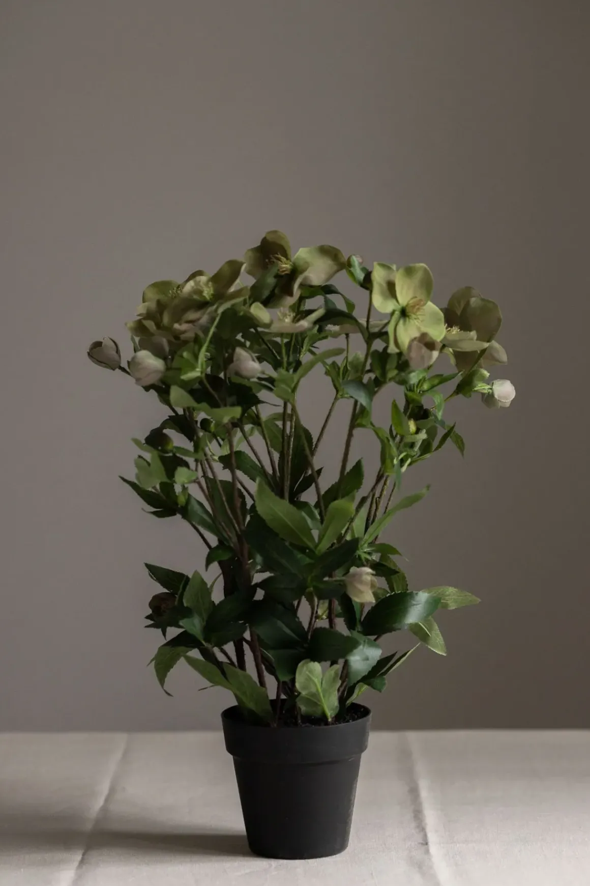 Potteplante - Helleborus H55cm