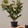 Potteplante - Helleborus  H35cm Rosa
