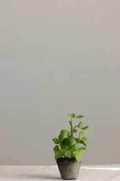 Potteplante - Krydder H20cm Basilikum
