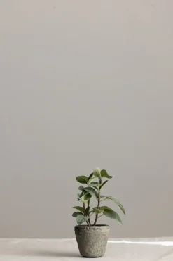 Potteplante - Krydder H20cm Mynte