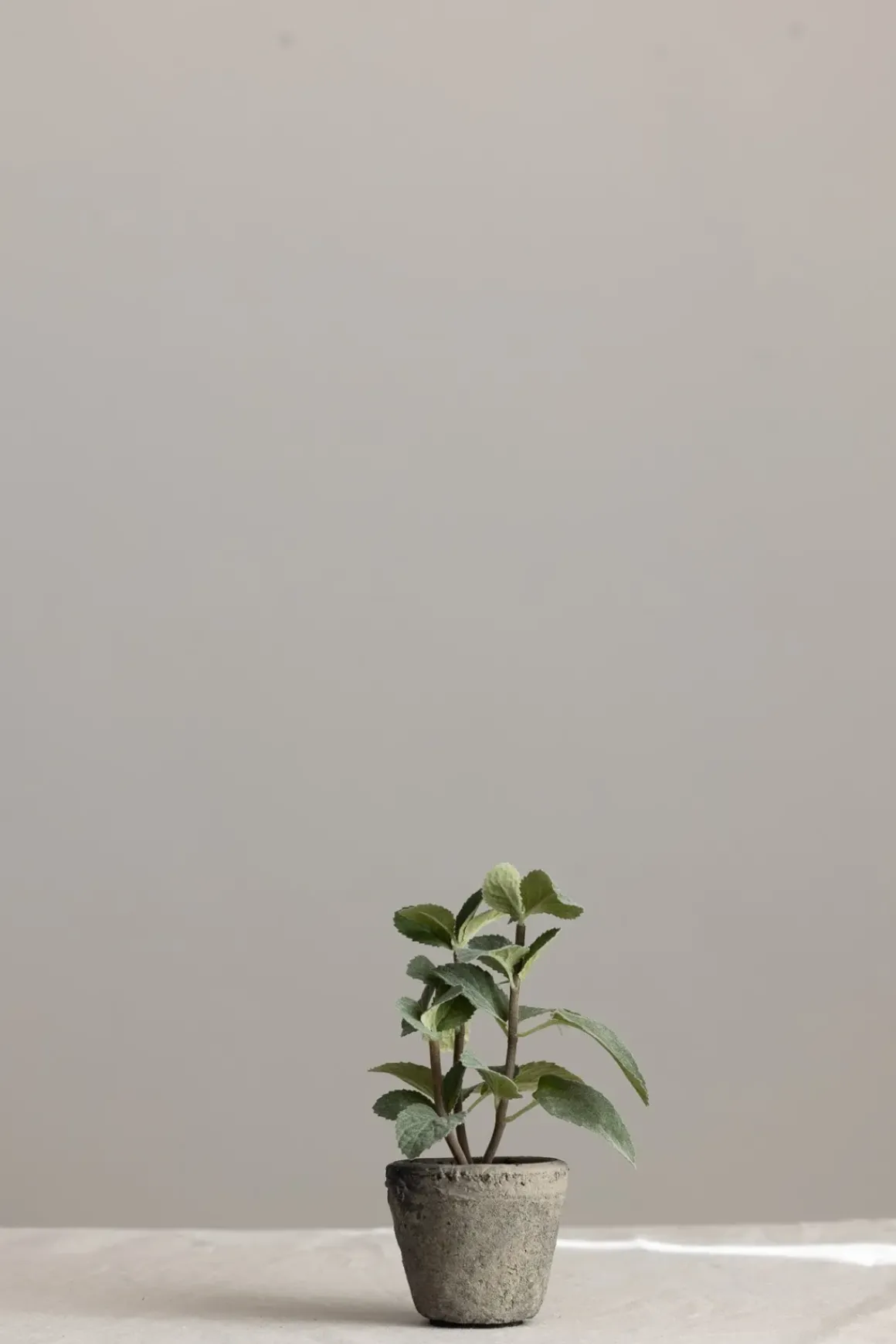Potteplante - Krydder H20cm Mynte