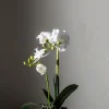 Potteplante - Orkidé H45cm
