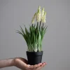 Potteplante - Perleblomst H28cm
