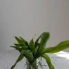 Vase - Glass H10cm Klar